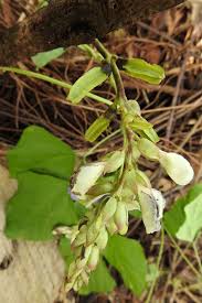 Image result for Psophocarpus scandens