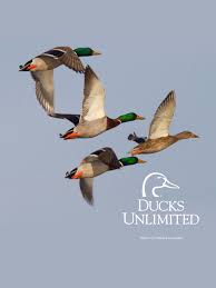 You can also upload and share your favorite duck hunting backgrounds. Mallard Ducks Flying 2048x2732 Download Hd Wallpaper Wallpapertip