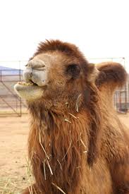 Find 83 senior housing options in las vegas,nv for 55+ communities, independent living, assisted living and more on seniorhousingnet.com. Camel Safari Las Vegas The Rambling Raccoon