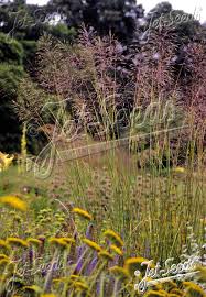 Image result for Chrysopogon