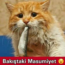 Arkadasini Etiketle Komik Komedi Mizah Eglence Caps Evcil Hayvan Kedi Balik Masum Masumiyet Ht Hayvanlar Evcil Hayvanlar Guzel Kediler