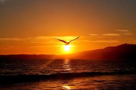Birds Flying In The Sky Sunset My Dream Canvas Cool Pictures Sunrise Sunset Photo