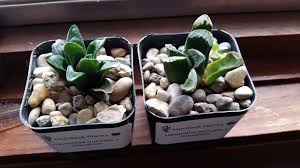 Please explore our website and consider joining hscss. Midwest Cactus And Succulent Show Because I Find Weeding To Be Great Stress Relief