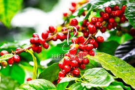 فوائد زيت السدر للشعر المتساقط برفكت 2 بادي Arabica Coffee Beans Arabica Coffee Coffee Beans