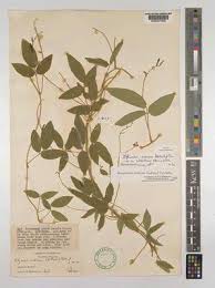 Image result for Ophrestia