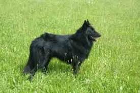 Belgian sheepdog puppies are fluffy and soft but they can become unruly without training being started immediately. Sell Puppies Online Puppies Near You For Sale Pawbe