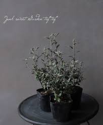 コロキア オリーブリーフ フロステッドチョコレート junk sweet garden tef tef フロス 生け垣 園芸