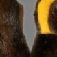 Make Your Own Beaver Musher Mittens event image
