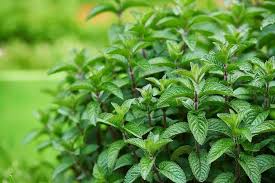 To deter raccoons using this method, sprinkle epsom salt around and inside your vegetable garden. Top 7 Plants That Repel Raccoons Raccoon Repellent Levo League