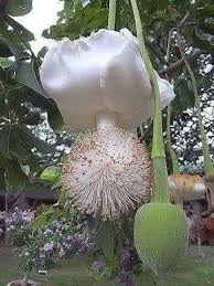 July 18 · sarzana, italy ·. Fiore Di Bauba Nasce Ogni 50 Anni Fiori Rari Fiori Fiori Insoliti