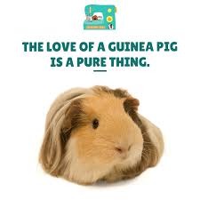 Check out our guinea pig sayings selection for the very best in unique or custom, handmade pieces from our shops. Guinea Pig Love Quotes Quotes Quotestage Com