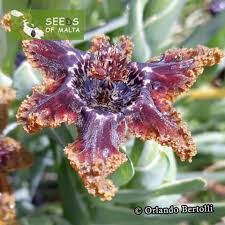 Image result for Ferraria