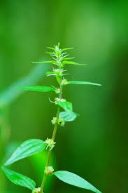 Image result for Pouzolzia