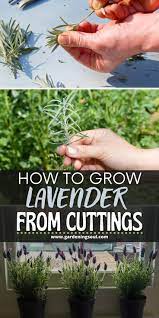 How To Grow Lavender From Cuttings Growing Lavender Lavender Plant How To Propagate Lavender