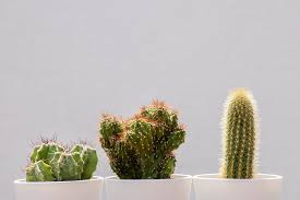 Cara membuat terrarium lebih lengkapnya bisa kamu ikuti tutorial berikut ini. 8 Cara Merawat Kaktus Mini Yuk Bikin Tanaman Kamu Tumbuh Dengan Baik Rumah123 Com