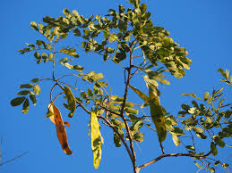 Image result for Albizia isenbergiana