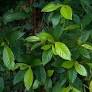 Ayahuasca: consumo ameaça plantas e indígenas criticam comercialização de tradições