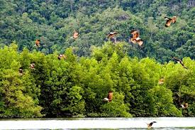 Sebab kemarau panjang dan barangkali pertanian yang rendah membuat badai debu telah menjadi biasa dalam musim semi di tiongkok. Flora Dan Fauna Yang Diancam Kepupusan Pemuliharaan Dan Pemeliharaan Haiwan Dan Tumbuhan Di Malaysia