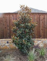 A dwarf southern magnolia with smaller dark green foliage and a very compact narrow form. Little Gem Magnolia Dallas Texas Treeland Nursery