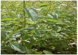 Image result for Aeollanthus pubescens