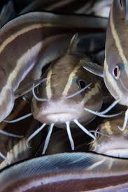 Catfish was added to the new oxford dictionary in 2014, turning this common online scam into a digital and cultural phenomenon. Catfished Could It Happen To You 9 Signs To Watch Out For Teen Vogue