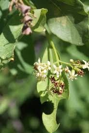 Image result for Cordia sinensis