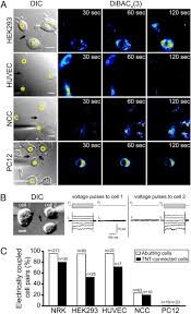 We did not find results for: Animal Cells Connected By Nanotubes Can Be Electrically Coupled Through Interposed Gap Junction Channels Pnas