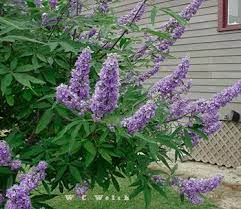 Vitex Plant Has Many Herbal Remedies Chaste Tree Vitex Vitex Agnus Castus