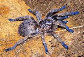 They were a mexican redknee and chaco golden. Tarantula Price List Spider Tarantula Arachnids Spiders