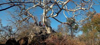 Image result for Sterculia quinqueloba