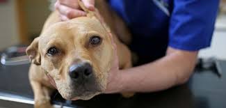 Piroplazmoz U Sobak Simptomy I Lechenie Zdorove Zhivotnyh Set Veterinarnyh Klinik Zoomagazinov Vetaptek V Voronezhe
