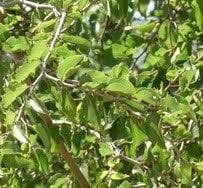 Image result for Ziziphus rivularis