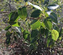 Tree research, education and exploration. Florida Native Trees Shrubs Page 1 Of 11