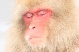 「サル」の画像検索結果