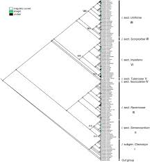 Image result for Impatiens purpureoviolacea