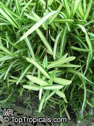 Image result for Stenotaphrum