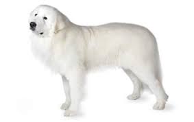 Great pyrenees mix breed review by sarah cavadini. Great Pyrenees Dog Breed Information Pictures Characteristics Facts Dogtime