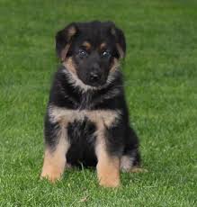 German shepherd dog puppies for sale and dogs for adoption in oklahoma, ok. Jazmine Female Akc German Shepherd Puppy In New Haven In Germanshepherd Germanshepherdpup Puppies Cute German Shepherd Puppies German Shepherd Puppies