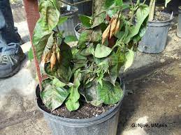 Mandevilla Anthracnose Umass Center For Agriculture Food And The Environment