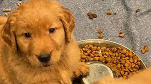 Golden retriever puppies are probably the cutest out there! Cute Golden Retriever Puppies For Adoption Home Facebook