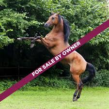 Defining Horse Jargon Horse Sale Terms Horses