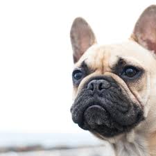 If you are unable to find your french bulldog puppy in our puppy for sale or dog for sale sections, please consider looking thru thousands of french bulldog dogs for adoption. Horror Scene In Canada After 38 Dead Puppies Found On Plane Canada The Guardian