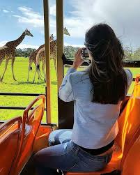Took A Safari Bus Through Melbourne S Open Range Zoo In Werribee And Got Up Close With Some Of The Worlds Tallest Animals Giraf Photography Zoo Pictures Starr