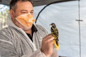 Can This Critically Endangered Bird Survive Australia's New Climate  Reality?