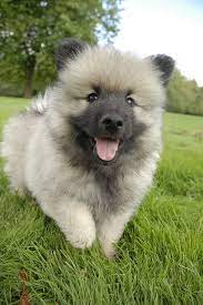 Keeshond Puppies Maybe My Favorite Keeshond Puppy Keeshond Dog Keeshond