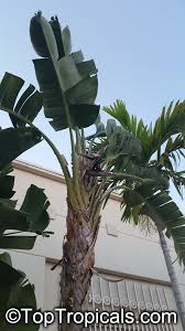 Image result for Strelitzia