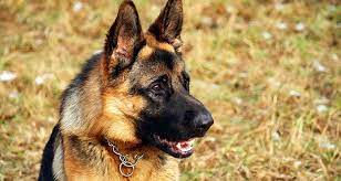 Why is my dog crying tears. Dogs Crying What Does It Mean Why Dogs Cry Cesar S Way