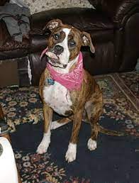 Contact rochester boxer breeders near you using our free boxer breeder search tool below! Rochester Ny Boxer Meet Gigi A Pet For Adoption