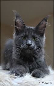 Black And Grey Maine Coon Kittens For Sale Pin On Cats Katzen
