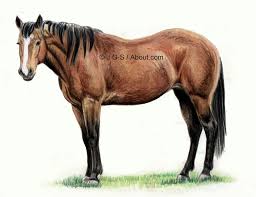 But one of the most iconic is that of the american cowboy. Tutorial To Teach You How To Draw A Realistic Horse In Colored Pencil